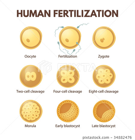 Human fertilization Human fertilization 34882476