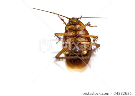 cockroaches on white background cockroaches on white background 34882685