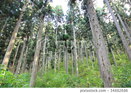 Cedar forest 34882686