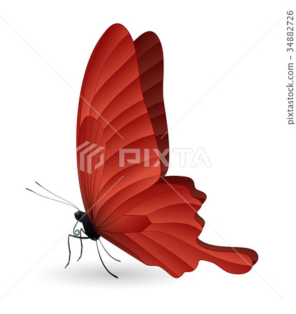 Beautiful butterfly isolated on a white background Beautiful butterfly isolated on a white background 34882726