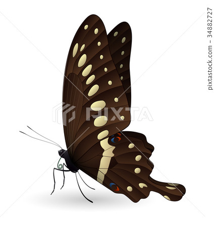 Beautiful butterfly isolated on a white background Beautiful butterfly isolated on a white background 34882727