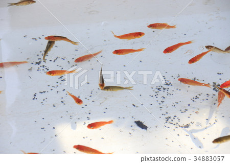 Goldfish scoop tank Goldfish scoop tank 34883057