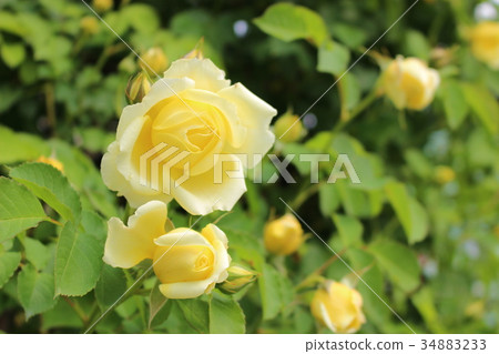 玫瑰白對比 玫瑰白對比 34883233