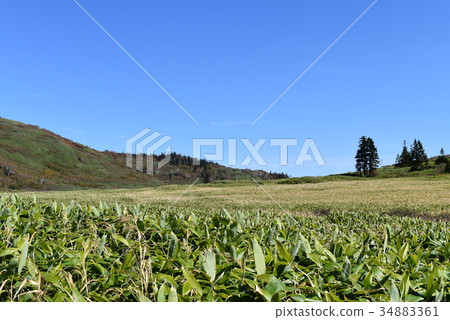 Myoko Takayama的濕地 Myoko Takayama的濕地 34883361