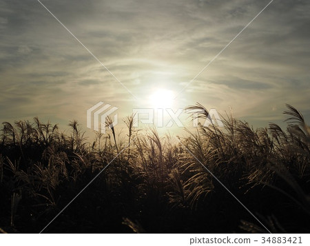 感人的晚景－伊豆大島的蒲葦 34883421