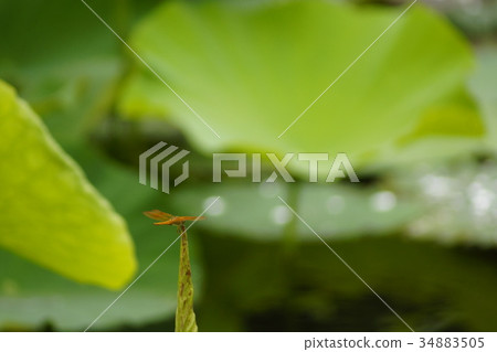 荷花 荷花 34883505