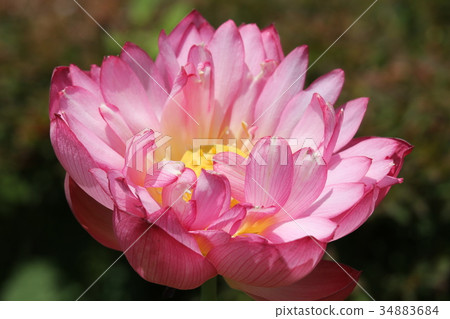 Lotus 34883684