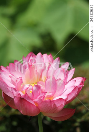 Lotus 34883685