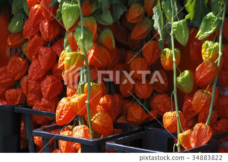 淺草鈴木市 34883822