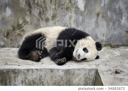 Resting giant panda, Chengdu, China 34883872