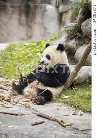 Giant panda eats bamboo, Chengdu, China 34883873