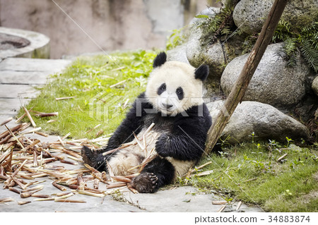 Giant panda rests after eating bamboo. 34883874