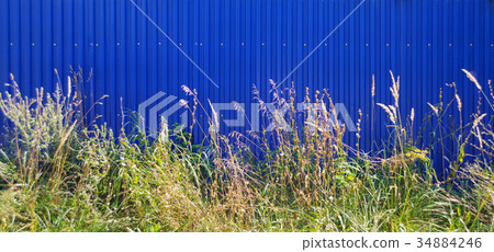 Wild grass and blue fence Wild grass and blue fence 34884246
