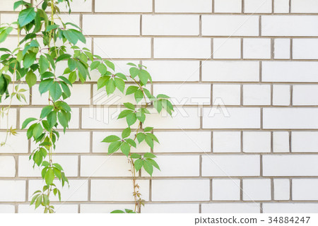 Green leaves on a white brick wall 34884247