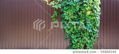 Parthenocissus quinquefolia on a metal fence 34884248