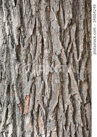 Old oak bark close-up Old oak bark close-up 34884249