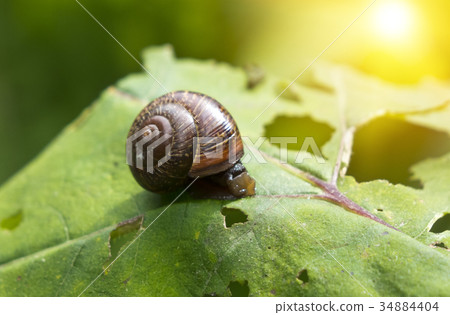 snail (Gastropoda, Helix pomatia ) on a leaf of a snail (Gastropoda, Helix pomatia ) on a leaf of a 34884404