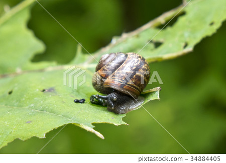 snail (Gastropoda, Helix pomatia ) on a leaf of a snail (Gastropoda, Helix pomatia ) on a leaf of a 34884405