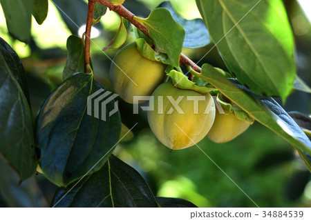 Shiyouyou no shibuto 34884539