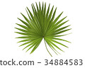 Palm Leaf 34884583