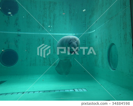 Manatee Manatee 34884598