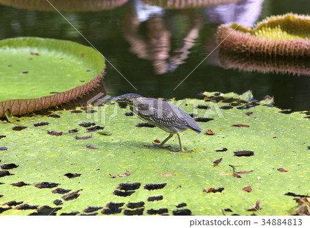 little bittern (Ixobrychus minutus) on a leaf Vict 34884813