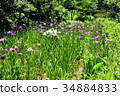 鳶尾花 34884833