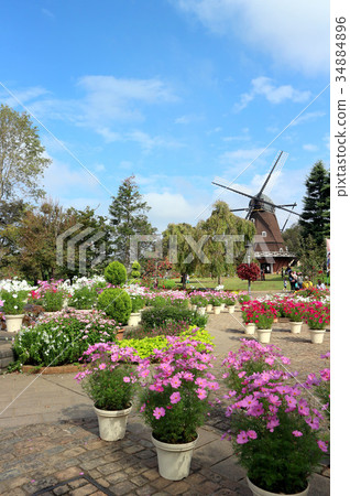Cosmos and windmill of Funabashi Andersen Park (October) Funabashi City, Chiba Prefecture 34884896