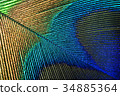 Peacock Feather 34885364