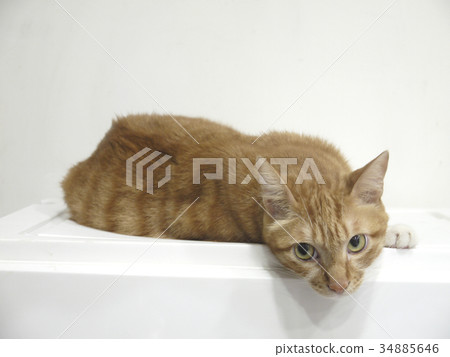 Orange cat 34885646