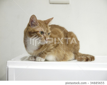 Orange cat 34885655