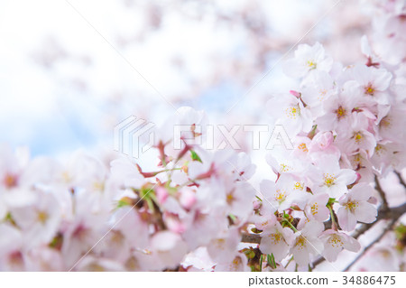 Sakura Sakura Sakura Ayai Yoshino Simei Yoshino哭泣的多雪的拷貝空間字符空間 Sakura Sakura Sakura Ayai Yoshino Simei Yoshino哭泣的多雪的拷貝空間字符空間 34886475