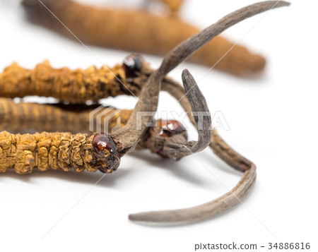 clouse up Ophiocordyceps  Viagra of Oriental. 34886816