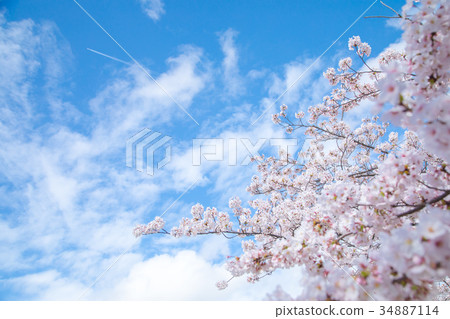 Blue sky and cherry blossoms Sakura Sakura Daisuke Yoshino Simei Yoshino crying Soudoyoshi's copy space Character space Blue sky and cherry blossoms Sakura Sakura Daisuke Yoshino Simei Yoshino crying Soudoyoshi's copy space Character space 34887114