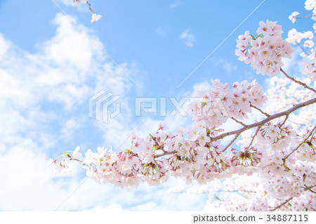 Blue sky and cherry blossoms Sakura Sakura Daisuke Yoshino Simei Yoshino crying Soudoyoshi's copy space Character space Blue sky and cherry blossoms Sakura Sakura Daisuke Yoshino Simei Yoshino crying Soudoyoshi's copy space Character space 34887115