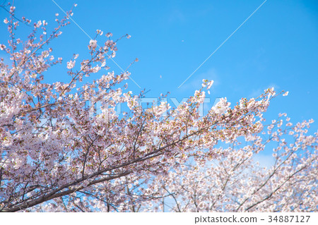 藍天櫻花櫻花大輔吉野四美吉野哭著Soudoyoshi的複制空間人物空間 藍天櫻花櫻花大輔吉野四美吉野哭著Soudoyoshi的複制空間人物空間 34887127