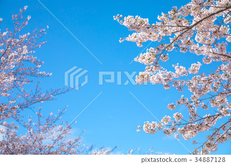 Blue sky and cherry blossoms Sakura Sakura Daisuke Yoshino Simei Yoshino crying Soudoyoshi's copy space Character space 34887128