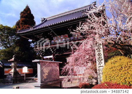 Plum blossom blooming in Umemiya Taisha (Kyoto Ukyo-ku) precinct 34887142