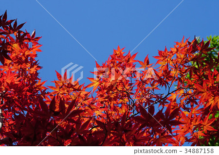 Autumn leaves of Nomura Momiji shining in the blue sky 34887158