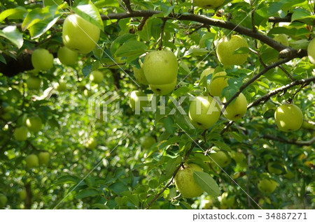 Apple tree (Obayashi) Apple tree (Obayashi) 34887271