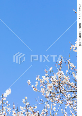 梅花梅花林梅林花卉春天旅遊景點熱海景點景點白梅花白梅花 梅花梅花林梅林花卉春天旅遊景點熱海景點景點白梅花白梅花 34887698