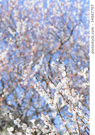 梅花梅花林梅林花卉春天旅遊景點熱海景點景點白梅花白梅花 34887707