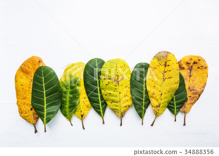Green and yellow leaves of Cashew Green and yellow leaves of Cashew 34888356
