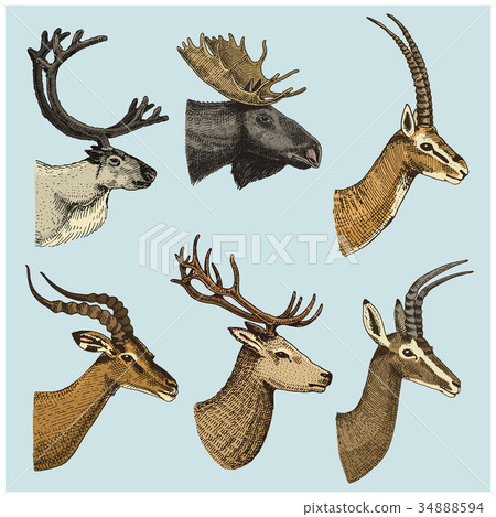 set of Horn, antlers Animals moose or elk with 34888594