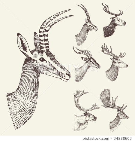 set of Horn, antlers Animals moose or elk with 34888603