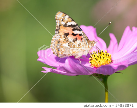 Cosmos and Acacathetha Cosmos and Acacathetha 34888871