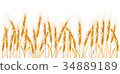 Golden wheat isolated on white background 34889189