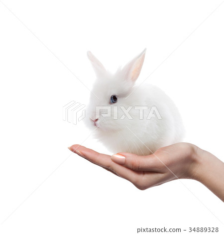 little rabbit in the hands 34889328
