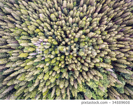 Beautiful panoramic photo over the tops of pine Beautiful panoramic photo over the tops of pine 34889608