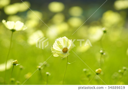 Akisakura (Yellow Campus) 34889819